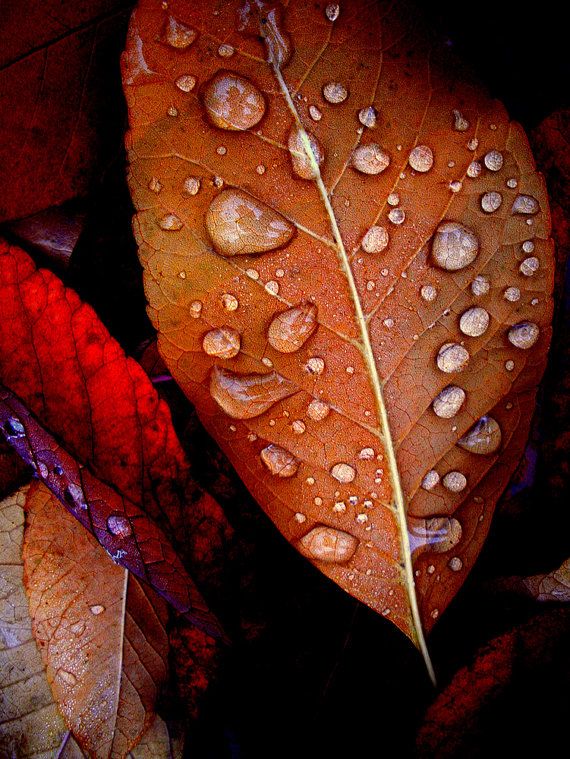 brown leaf, Order of Bards, Ovates & Druids.