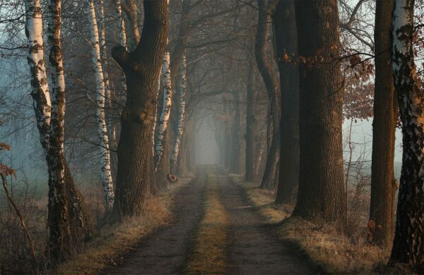 brown path, Order of Bards, Ovates & Druids.