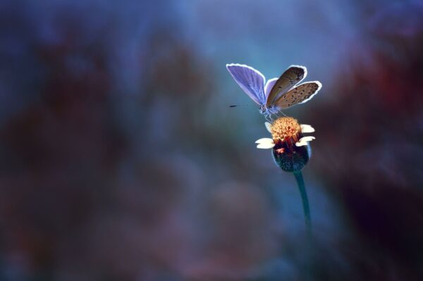 butterfly flower, Order of Bards, Ovates & Druids.