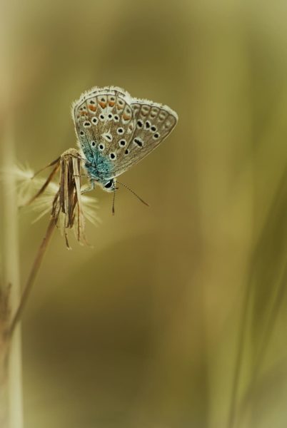 butterfly nature soft focus depth of field, Order of Bards, Ovates & Druids.