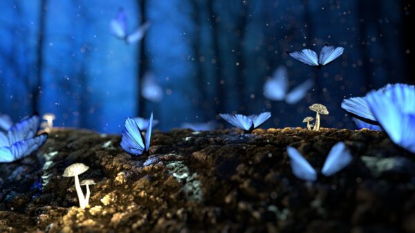 butterfly pexels, Order of Bards, Ovates & Druids.