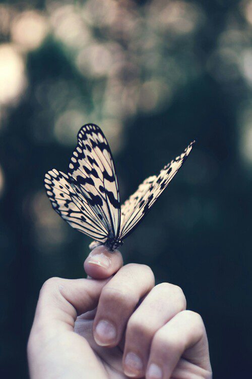 butterflyhand, Order of Bards, Ovates & Druids.