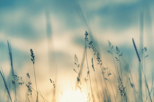 calm grasses, Order of Bards, Ovates & Druids.