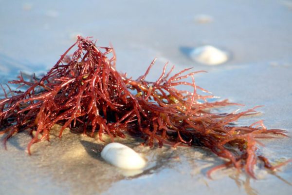 carrageenan is extracted from red seaweed, Order of Bards, Ovates & Druids.