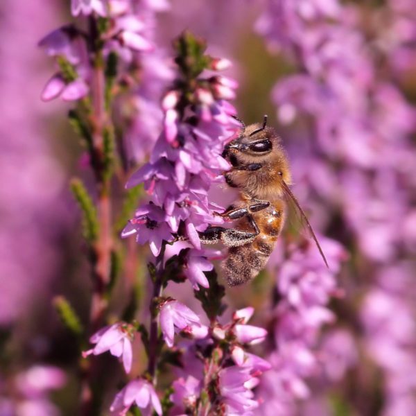 celtic lore of the honey bee, Order of Bards, Ovates & Druids.