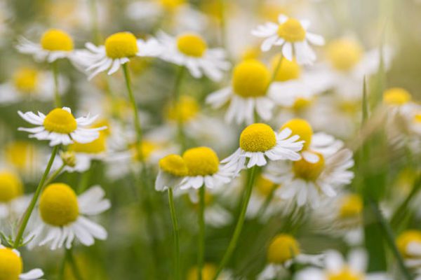 chamomile, Order of Bards, Ovates & Druids.