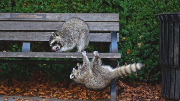 cheeky racoons, Order of Bards, Ovates & Druids.