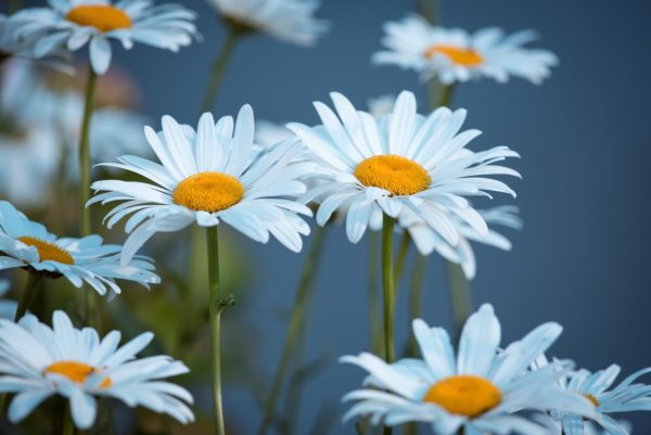 close up photography of daisies, Order of Bards, Ovates & Druids.