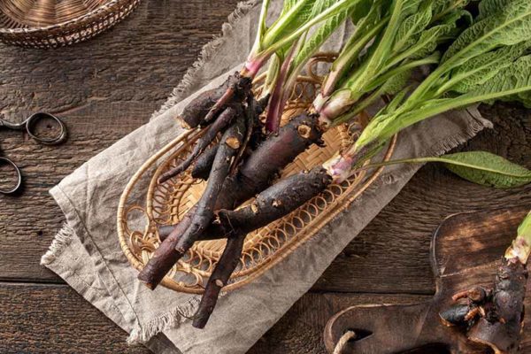 Comfrey Roots Freshly Harvested, Order of Bards, Ovates & Druids.