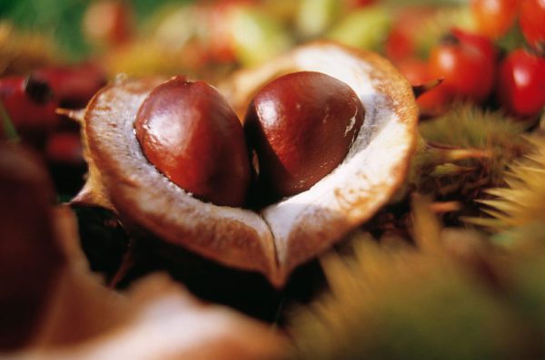 conkers, Order of Bards, Ovates & Druids.