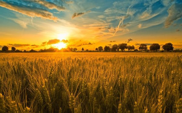 corn sun, Order of Bards, Ovates & Druids.