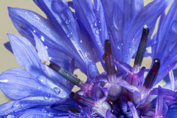 cornflower 5388375 960 720, Order of Bards, Ovates & Druids.