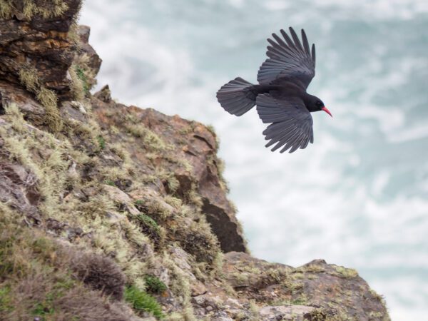 cornish chough, Order of Bards, Ovates & Druids.