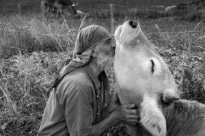 cow love, Order of Bards, Ovates & Druids.