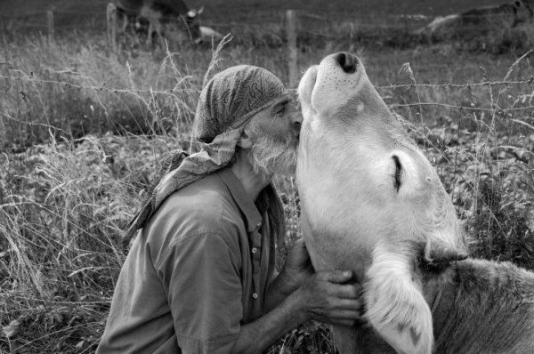 cow love, Order of Bards, Ovates & Druids.