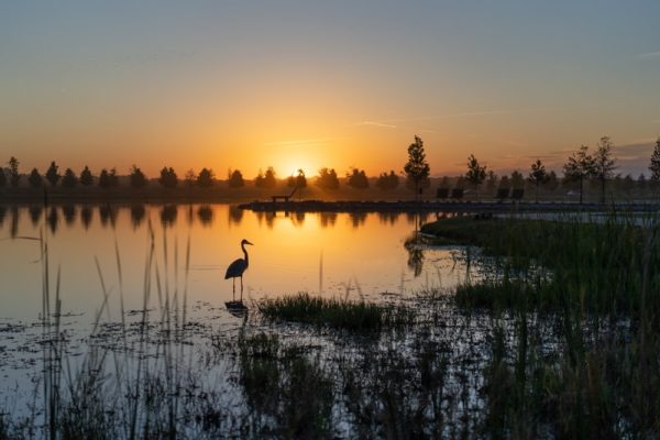crane sunset, Order of Bards, Ovates & Druids.
