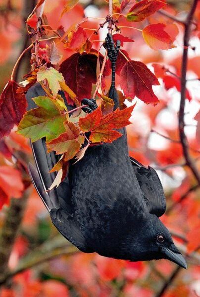 crow, Order of Bards, Ovates & Druids.