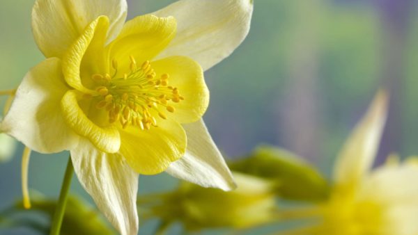 daffodils wallpaper 1, Order of Bards, Ovates & Druids.