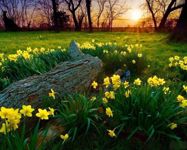 daffs and log, Order of Bards, Ovates & Druids.