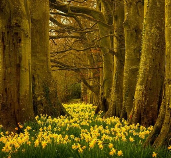 daffs and trees, Order of Bards, Ovates & Druids.