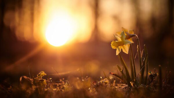 daffs dawn, Order of Bards, Ovates & Druids.