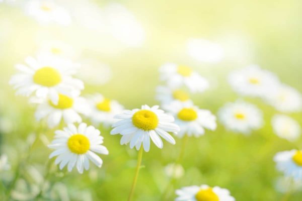 daisies may212018, Order of Bards, Ovates & Druids.