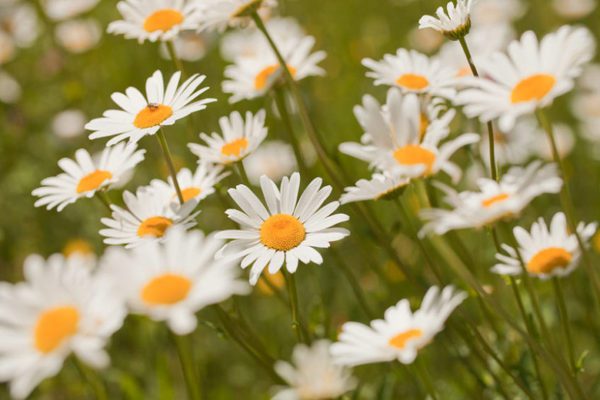 daisies oxeye, Order of Bards, Ovates & Druids.