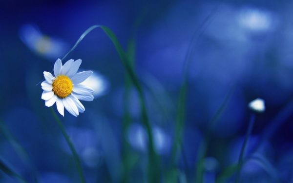 daisy blue grass, Order of Bards, Ovates & Druids.