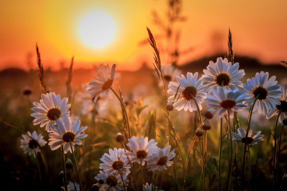 daisy sunset, Order of Bards, Ovates & Druids.