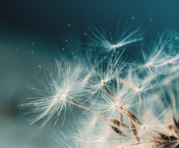 dandelion 5291405 960 720, Order of Bards, Ovates & Druids.