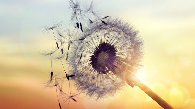dandelion blowing in the wind, Order of Bards, Ovates & Druids.