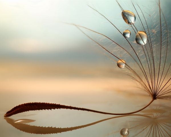 Dandelion macro photography water droplets 1280x1024, Order of Bards, Ovates & Druids.