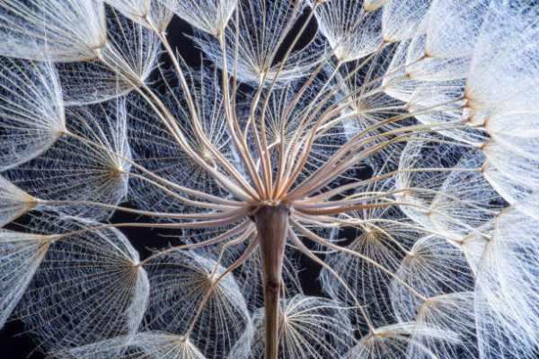 dandelion seeds, Order of Bards, Ovates & Druids.