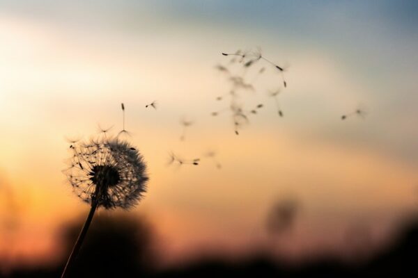 dandelion seeds on the air, Order of Bards, Ovates & Druids.