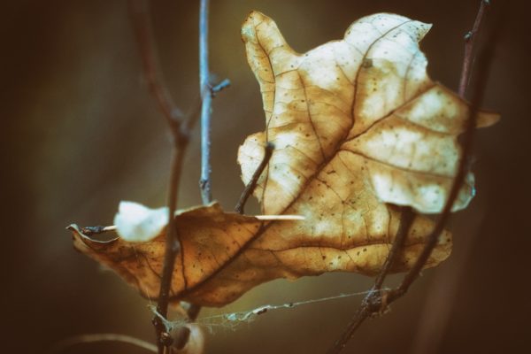dead leaf, Order of Bards, Ovates & Druids.