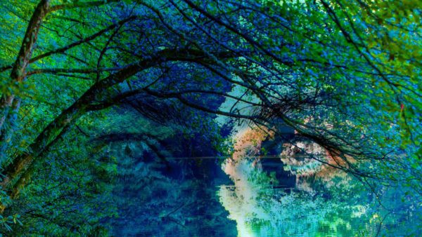 Deep Ecology Reviving, Order of Bards, Ovates & Druids.