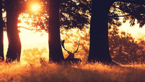 deer silhouette, Order of Bards, Ovates & Druids.
