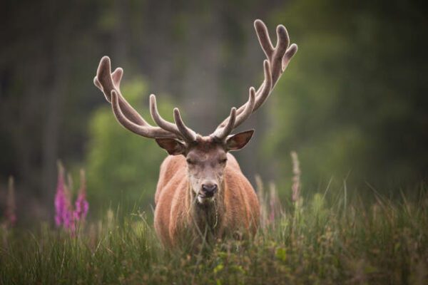 deer velvet, Order of Bards, Ovates & Druids.