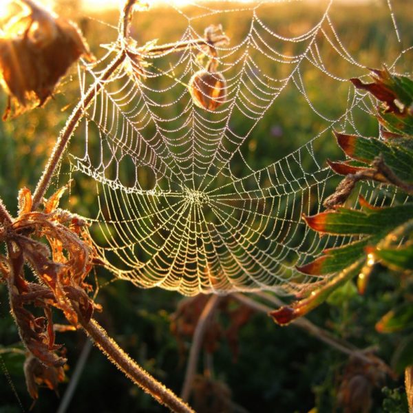 Dew on spider web ipad air wallpaper ilikewallpaper com 1024x1024, Order of Bards, Ovates & Druids.