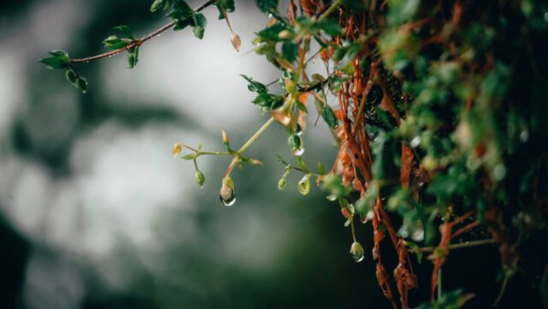 dripping stems, Order of Bards, Ovates & Druids.