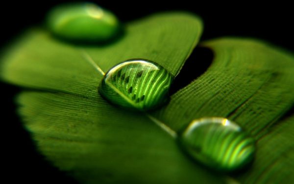 drops leaf, Order of Bards, Ovates & Druids.