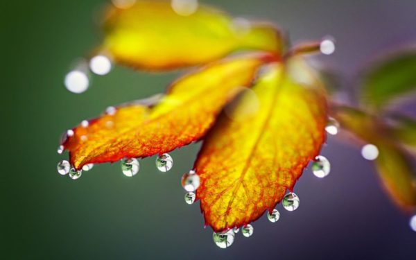 drops on autumn leaves, Order of Bards, Ovates & Druids.