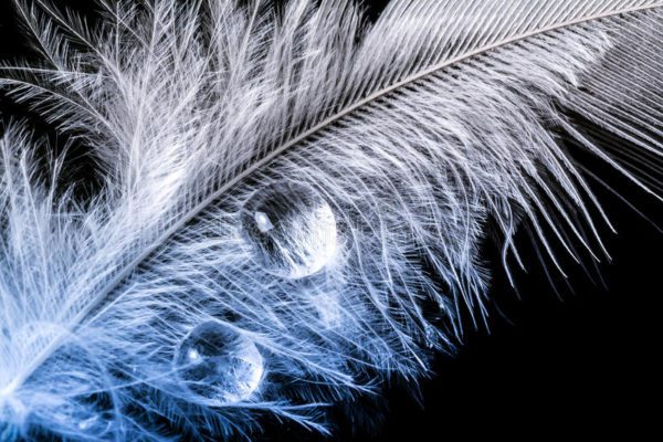 drops white feather, Order of Bards, Ovates & Druids.