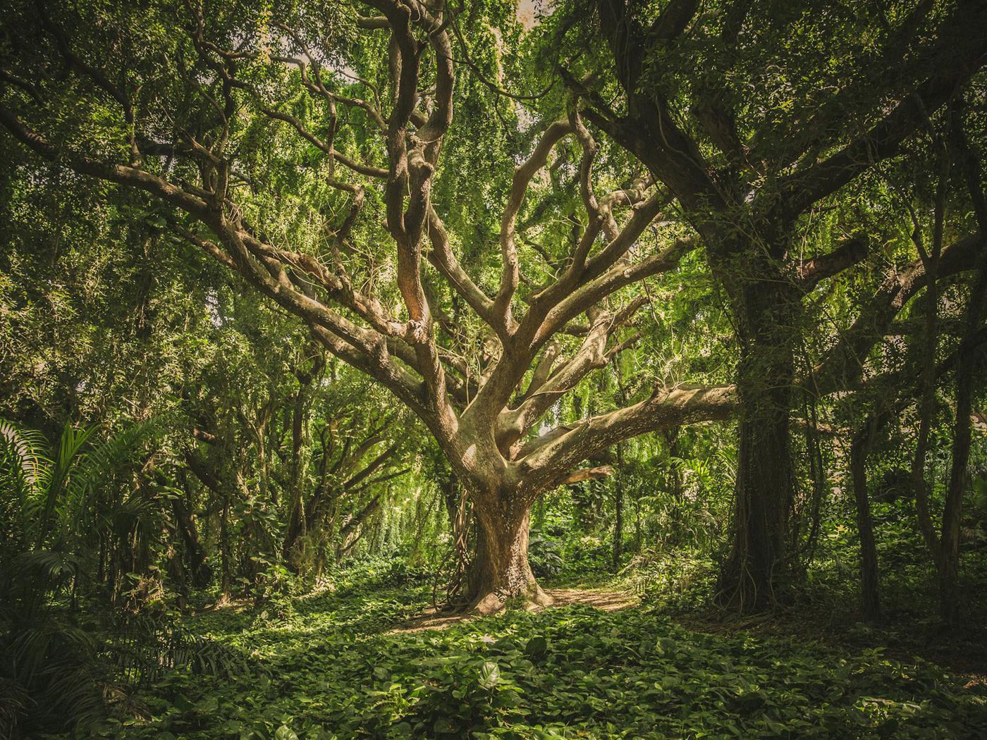 druid oakTree | Order of Bards, Ovates & Druids druid oakTree, Order of Bards, Ovates & Druids.