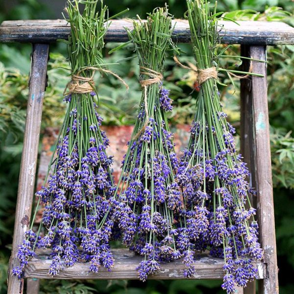 Drying English Lavender square3 Medium, Order of Bards, Ovates & Druids.
