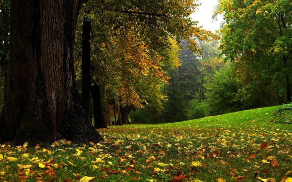 early autumn, Order of Bards, Ovates & Druids.