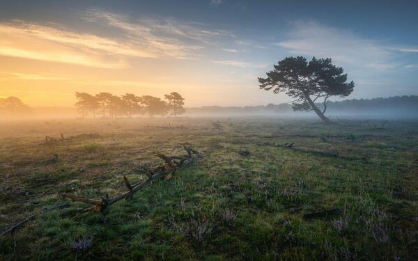 early morning pines, Order of Bards, Ovates & Druids.