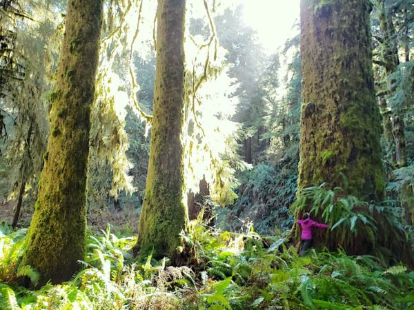 endangered ecosystems alliance old growth handout, Order of Bards, Ovates & Druids.