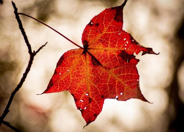 fall warming leaf autumn calm nature calming tree thanksgiving, Order of Bards, Ovates & Druids.
