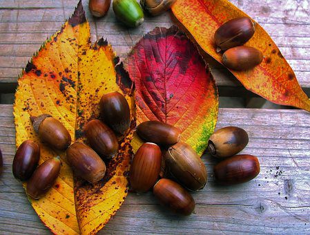 fallen acorn, Order of Bards, Ovates & Druids.